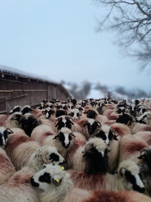 50 de oi de vânzare,