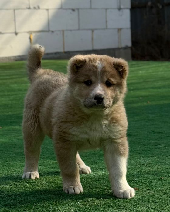 Алабай девочка (САО)