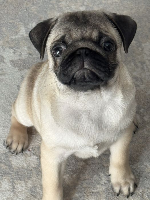 Продам мопса 0,5 года. Кабель.