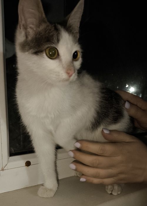 Котенок ищет дом
