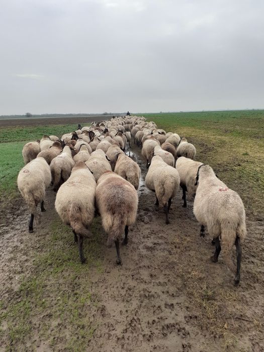 200 de oi de vânzare