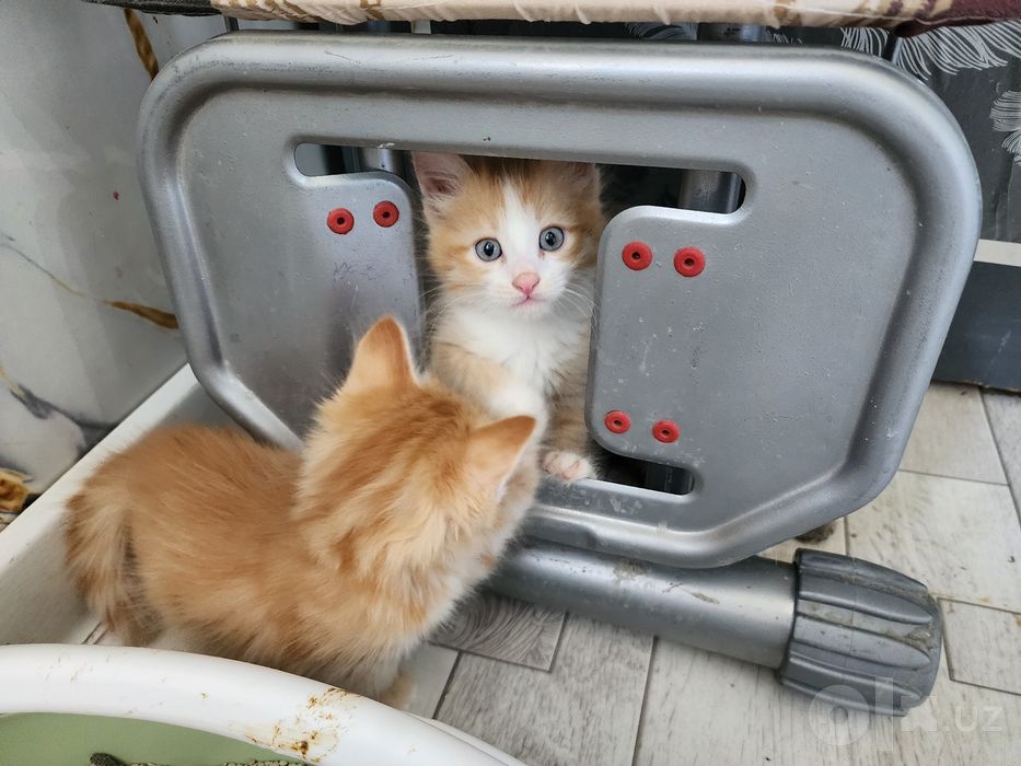 Котёнки 5 штук отдам даром