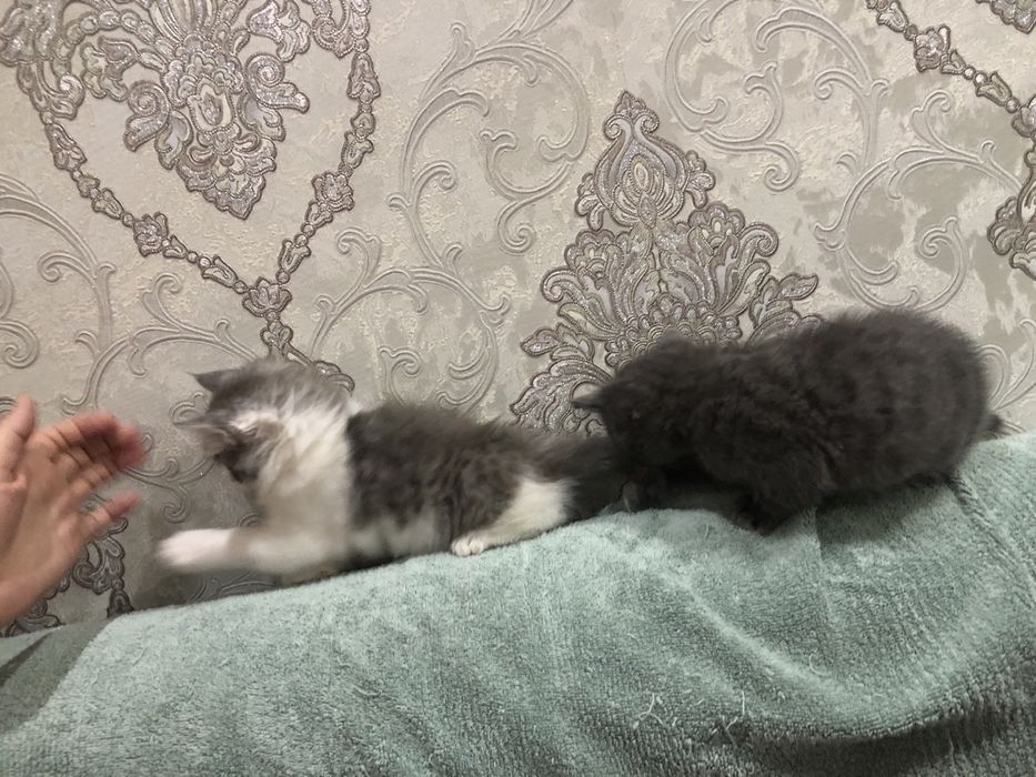 Oquseriysi heyland juda mexribon va shox scotish strayt juda aqqli