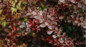 Начинается время посадки