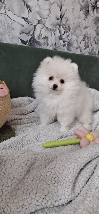 Девочка шпиц белоснежная