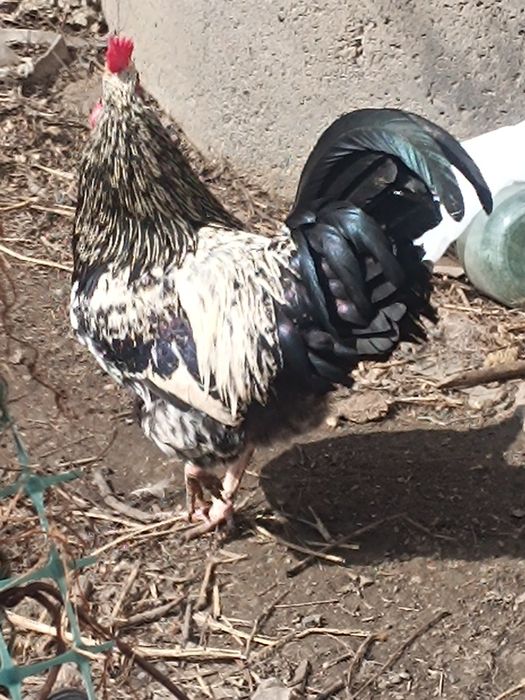 Продам петухов,годовалые