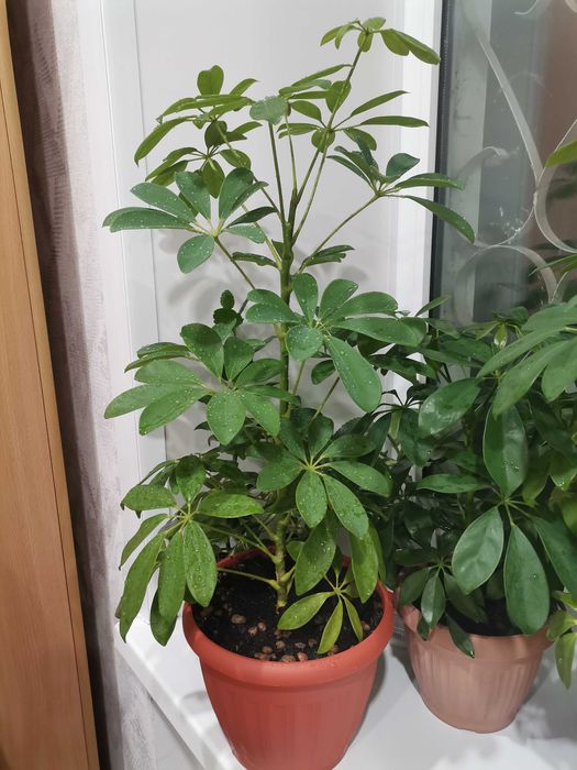Продам цветы  Шеффлера