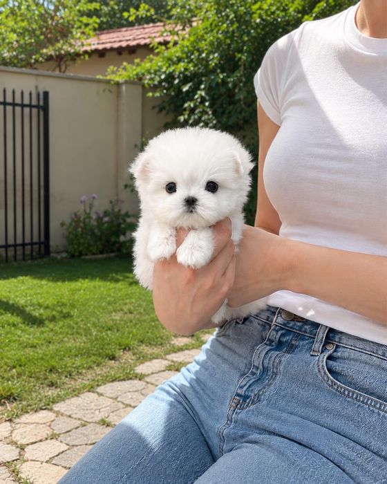 Bichon Maltez Mini Toy