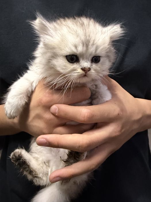 Котята британские