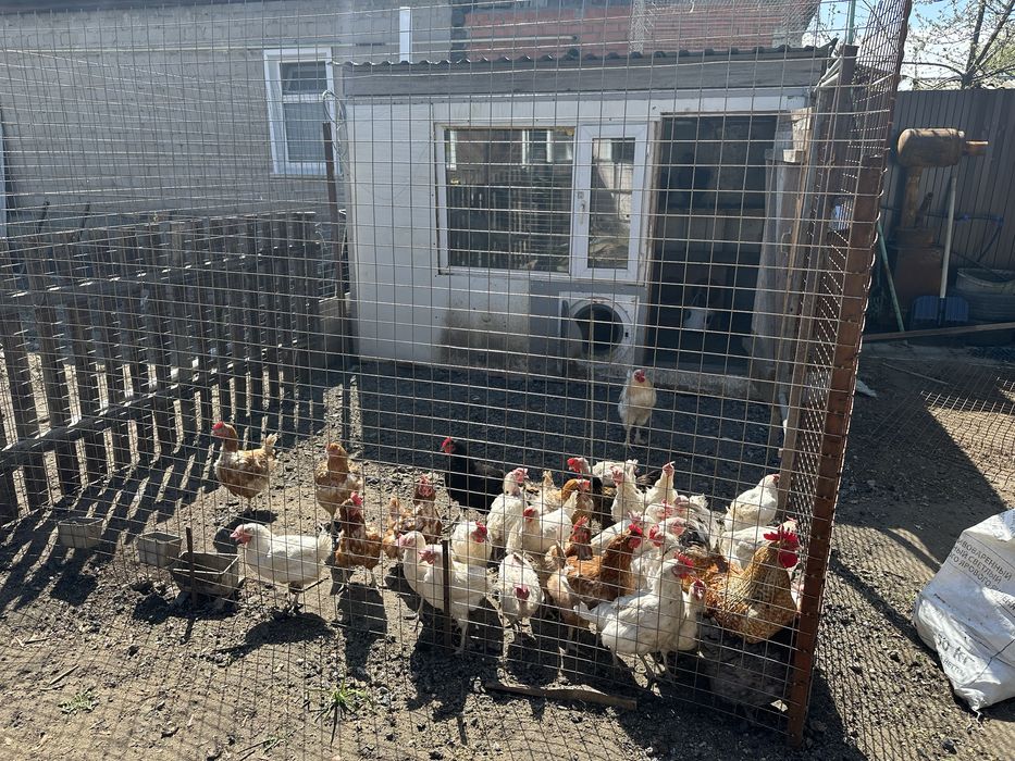 Курятник продам.