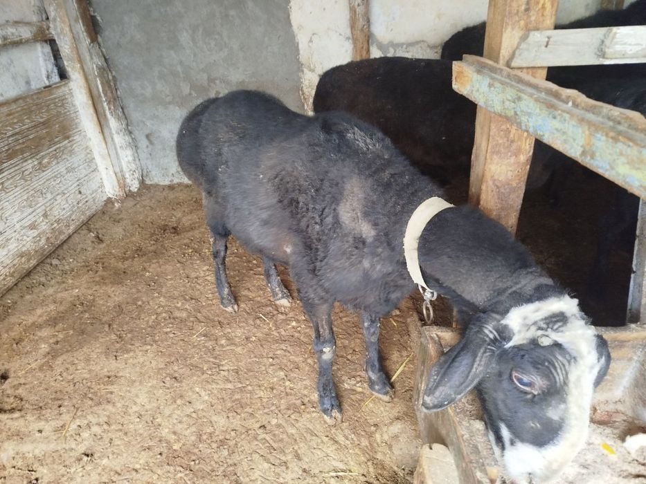 Кучкор 2 та сотиладиган