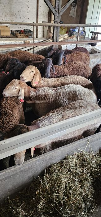 Киргиз кози кучкорлари сотилади