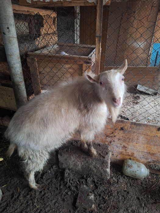 Продаются коза с козлом