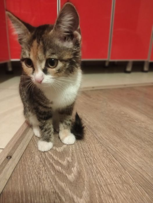 Срочно! Котенок девочка ищет дом!