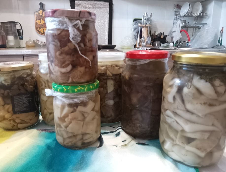 Продам грибы отборные