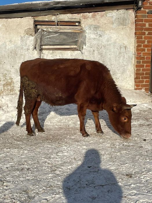 Продам жирная корова