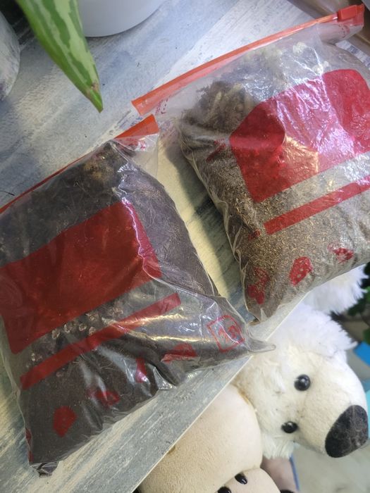 Луковицы глоксиний. Отдам бесплатно