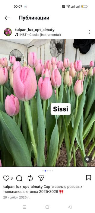 Тюльпаны большой выбор