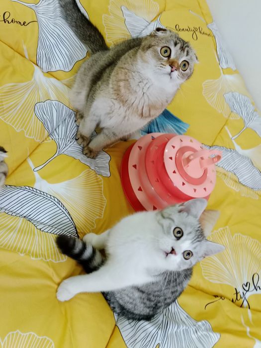 Скоттиш фолд кошки