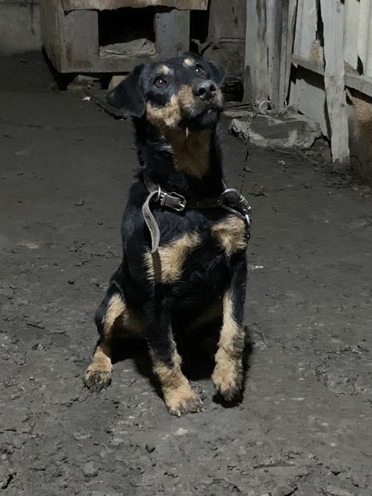 Ягдтерьер вязка!!!