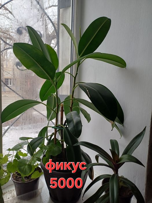 Комнатные растения цветы