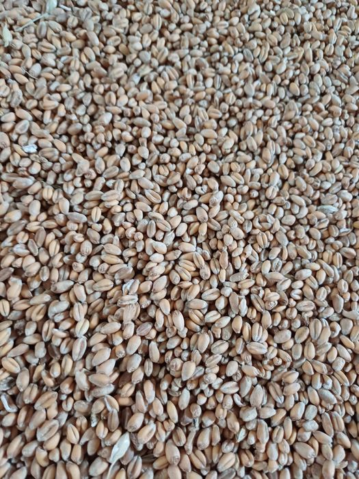 Vând cereale - porumb,  grau , ovăz, orz, floarea soarelui,  uruiala