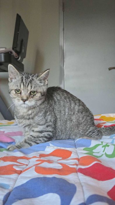 Британски котета,Британска котка