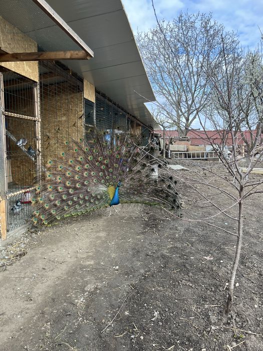 Mascul paun standard