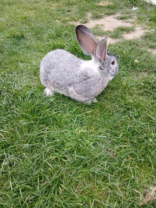 Vând mascul uriaș german