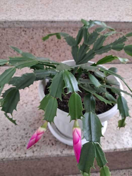 Стайни растения -Коледничета,  Драцена