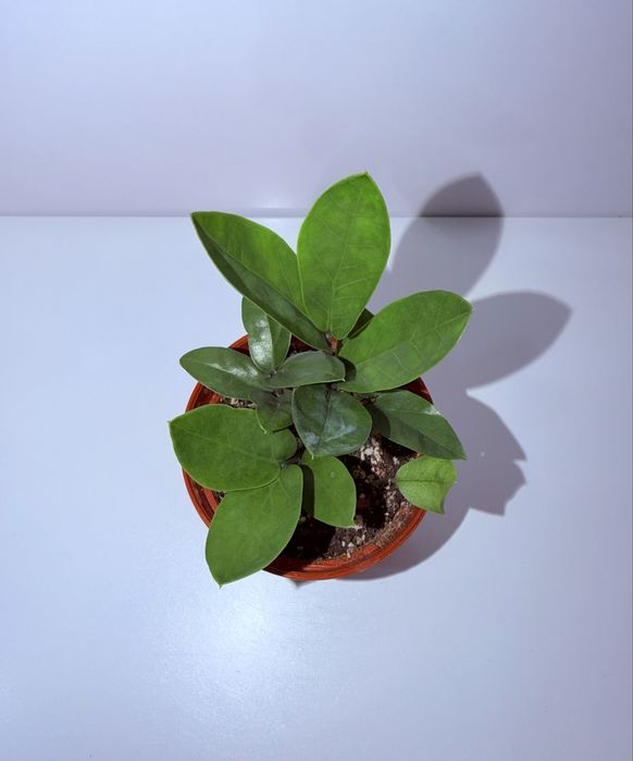 Замиокулькас, комнатные растения, комнатные цветы