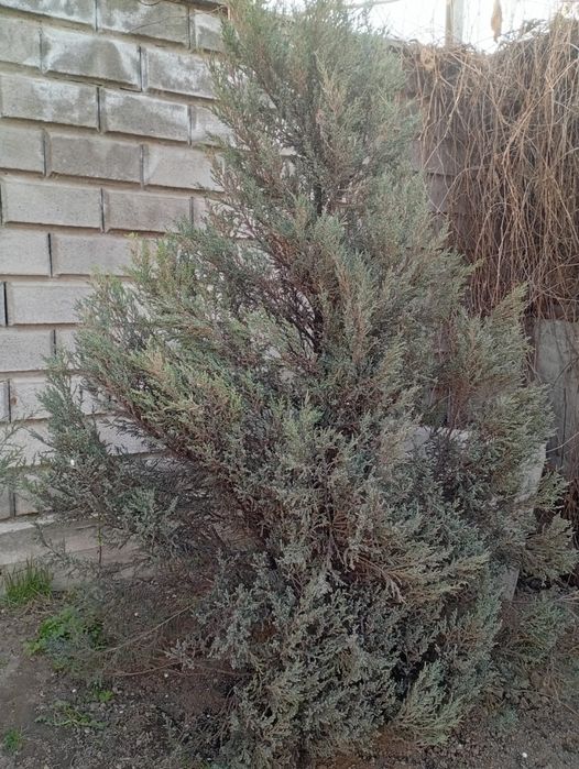 Продам ёлку туя срочно торг