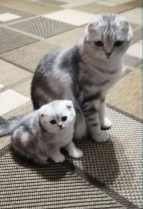 Шотландские котята