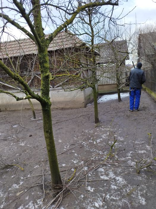 Tuns și curățat pomi fructiferi