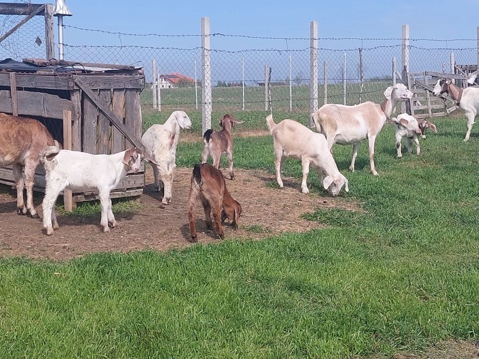 Vând ieduțe metis anglo nubian