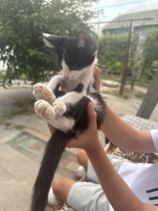 Отдадим котят в добрые руки