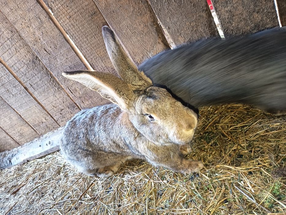 vând iepuri germani