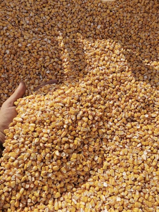 Продавам фуражна царевица с. Зимница, обл. Ямбол