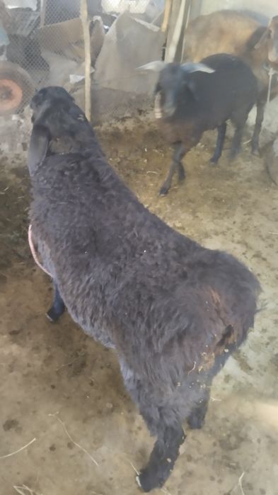 Кучкор баралар сотилади