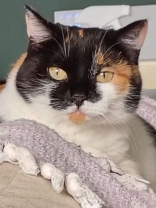 Графический планшет xp-pen g430s