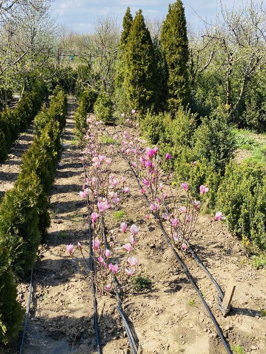 Tuia, plante ornamentale gradina, magnolii, pepiniera Sascut