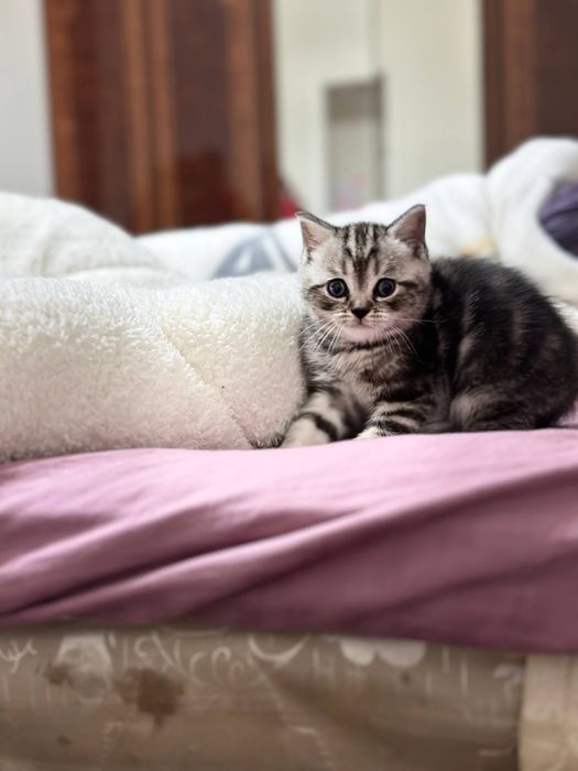 Котята Scottish Stight и Scottish Fold