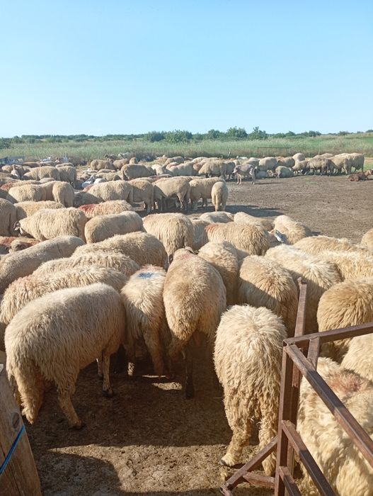 Oi de vânzare pt tăiat sau tinut