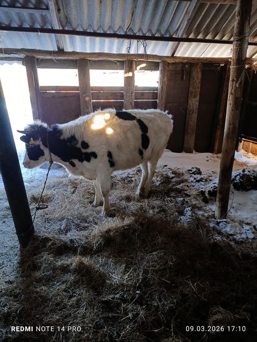 Продам корову...