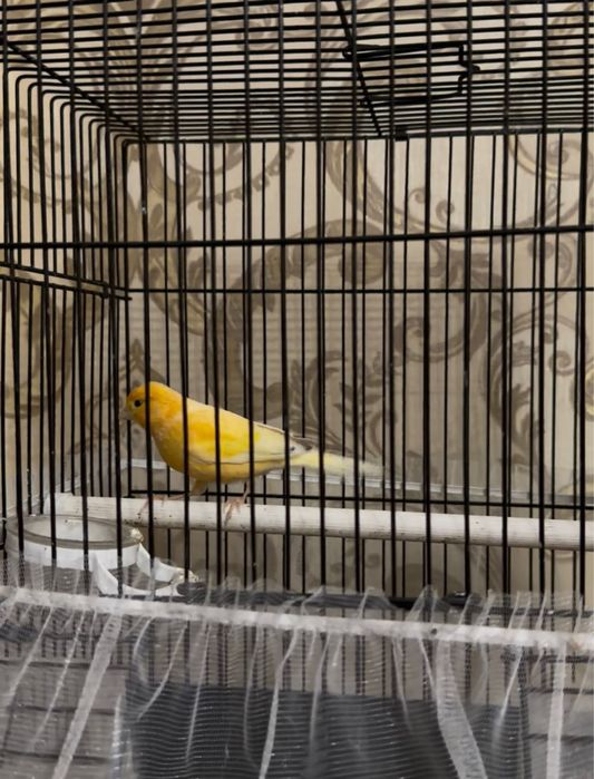 Канарейка самцы 2шт