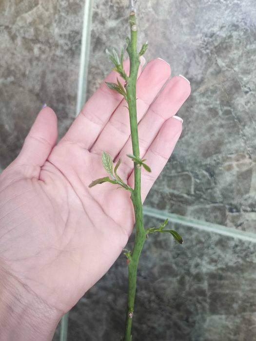 Стайна теменужка и авокадо