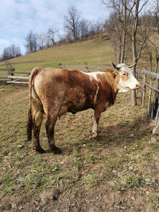 Vând vacă bună de lapte