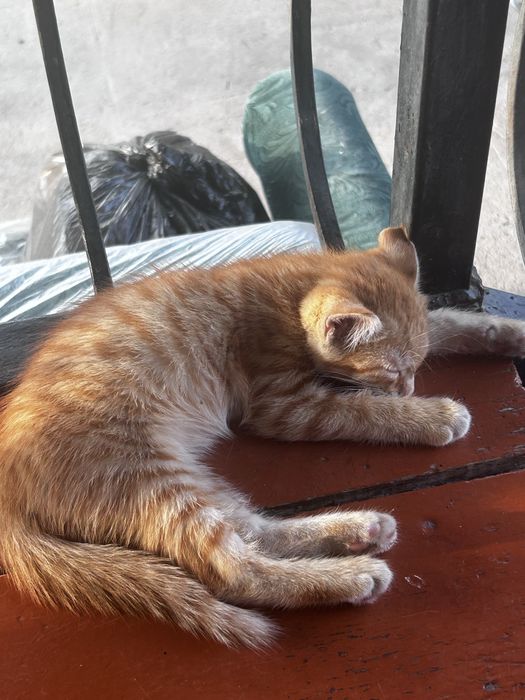 Котенок ищет заботливый дом