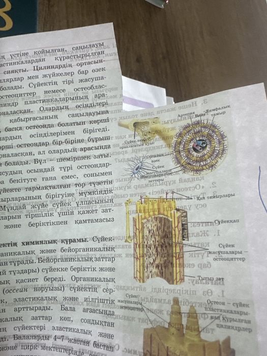 Биология, 8 сынып, қазақша