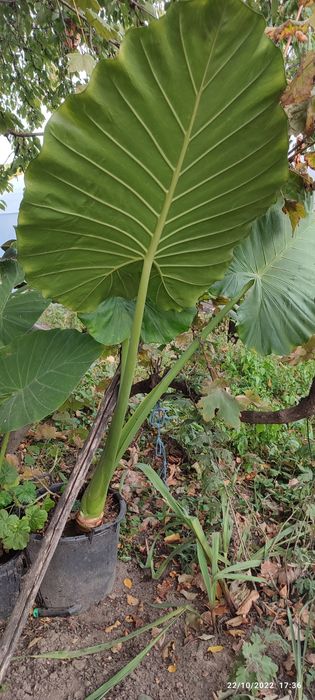 Каламондин (китайска мандарина )